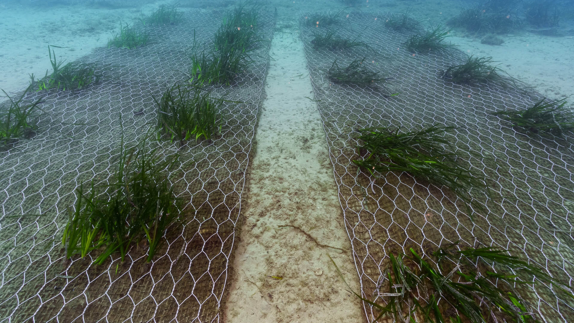 Piantumazione posidonia