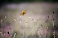 The Butterfly Effect: l’effetto farfalla non è un semplice film