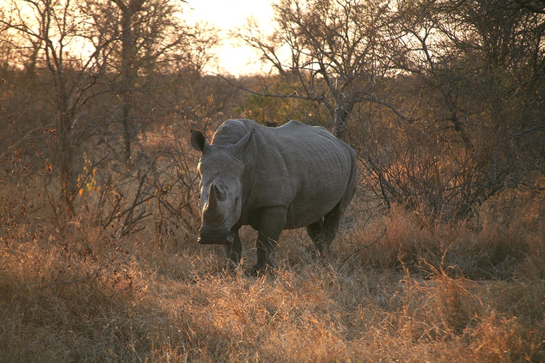 elephant action league