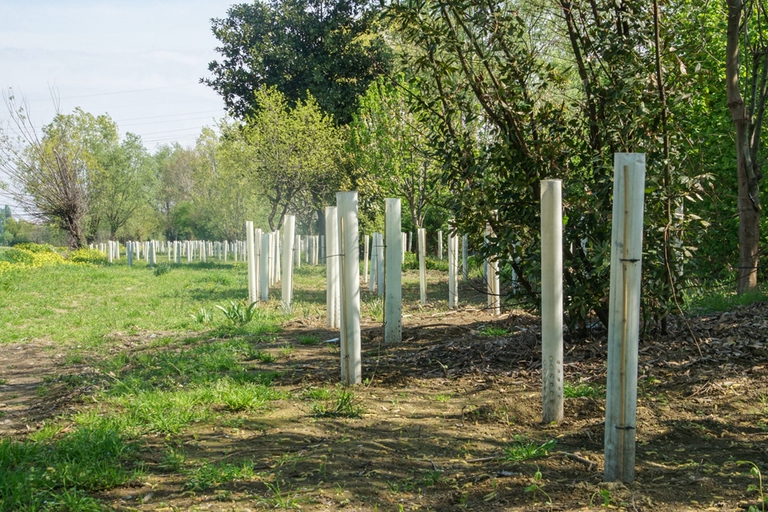 Creazione_Fascia_arbustiva_Ticinello, TuteliAMO il paesaggio, Milano Città di Campagna