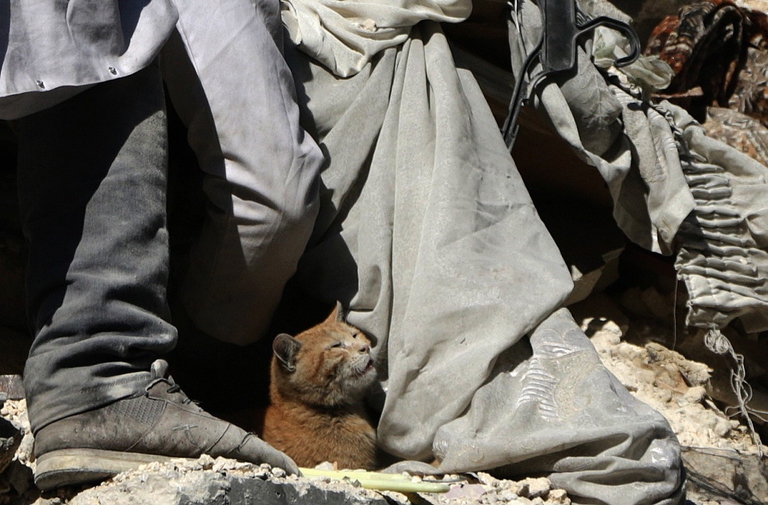 Gatto estratto dalle macerie da una casa di Aleppo