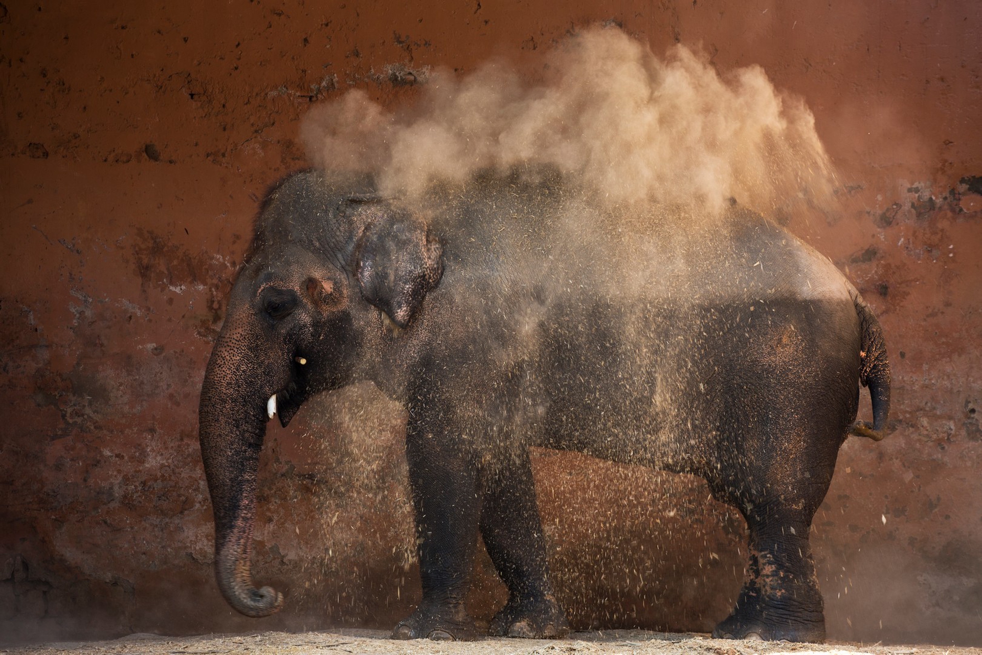 Kaavan nello zoo di Islamabad