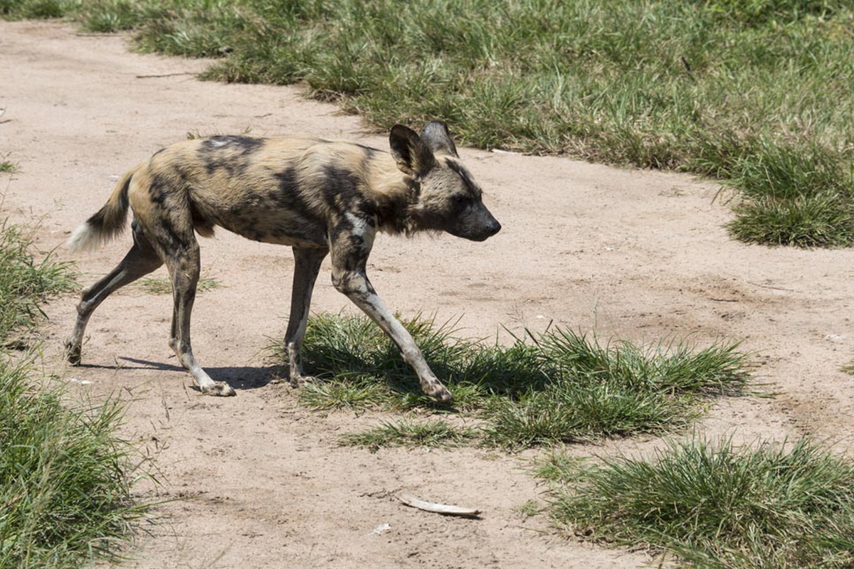 Licaone O Lycaon Pictus Tutto Sul Cane Iena Africano Lifegate