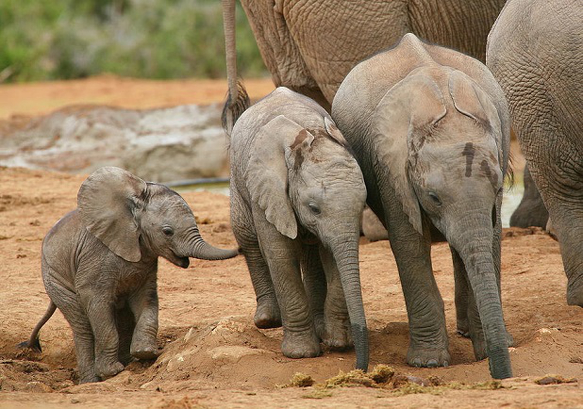 baby elephant