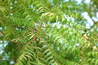 Olio di neem: proprietà e usi per pelle e capelli