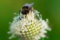 Il fiore che salva le api