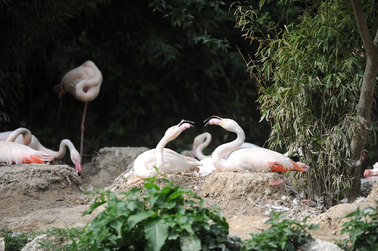 cova fenicotteri rosa