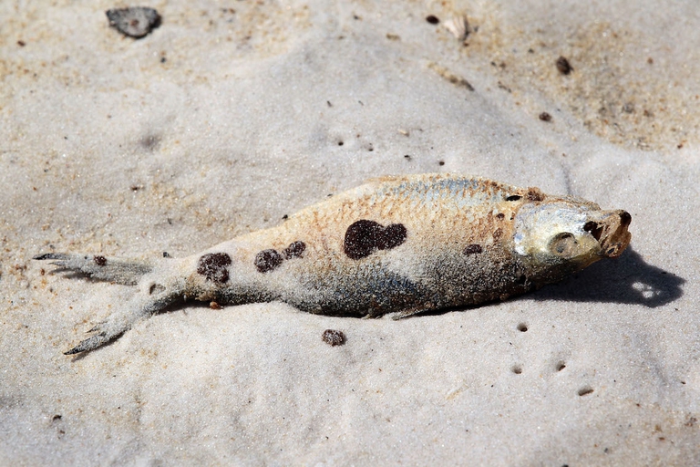 Disastro Deepwater Horizon