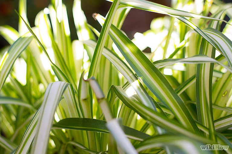 629px-Care-for-a-Spider-Plant-Step-2