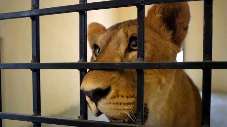 maltrattamenti su tigre in gabbia dietro sbarre nere