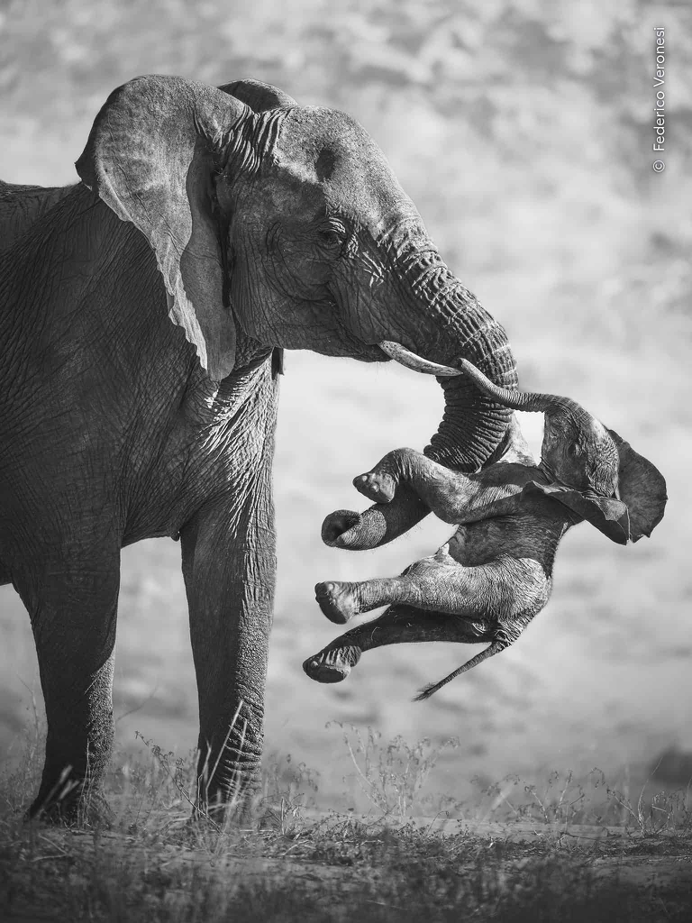Wildlife Photographer of the Year