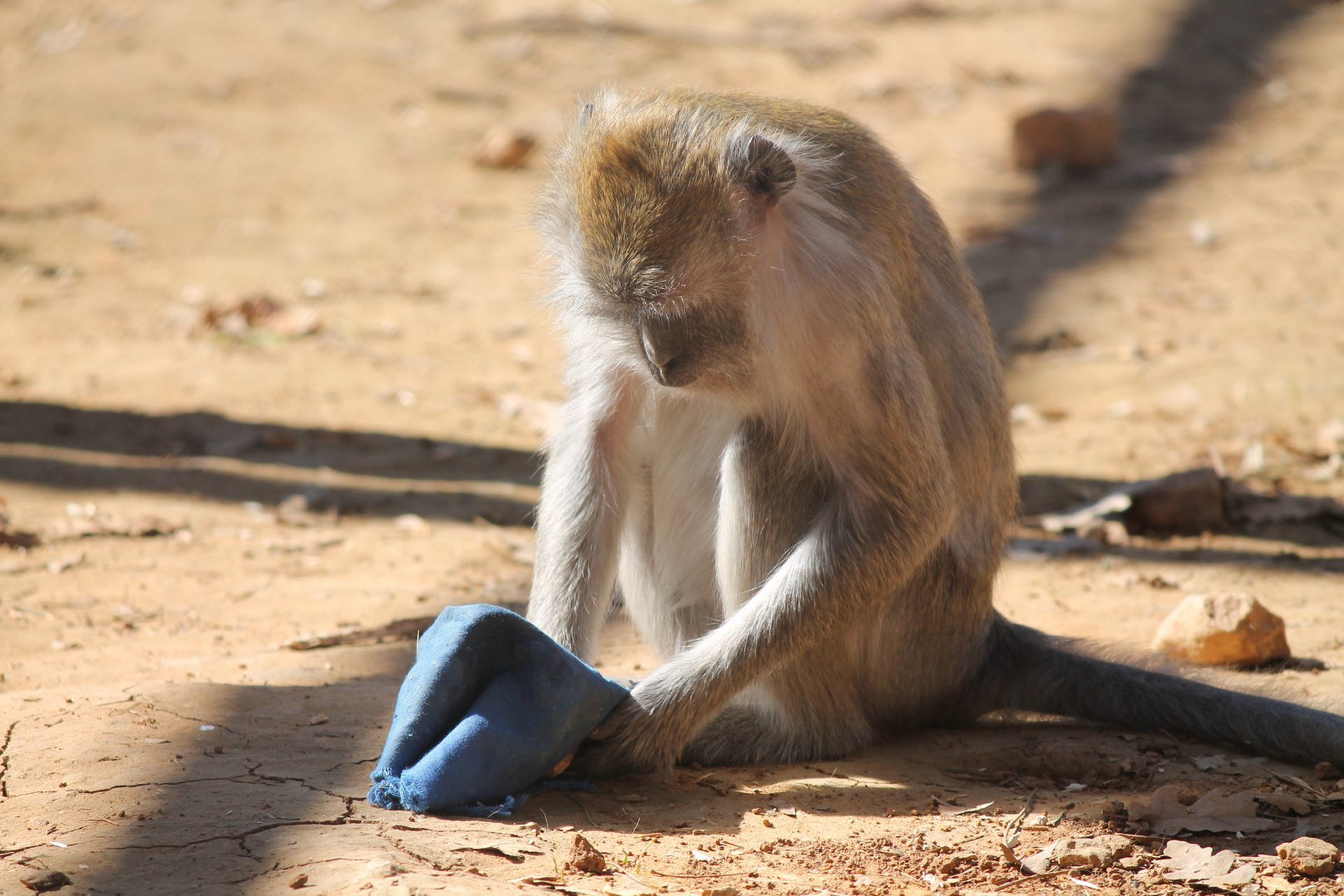 Un macaco salvato dalla vivisezione ospite a Semproniano mentre gioca con un arricchimento