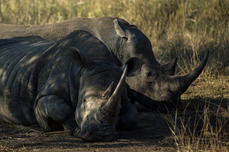 rinoceronte in sudafrica