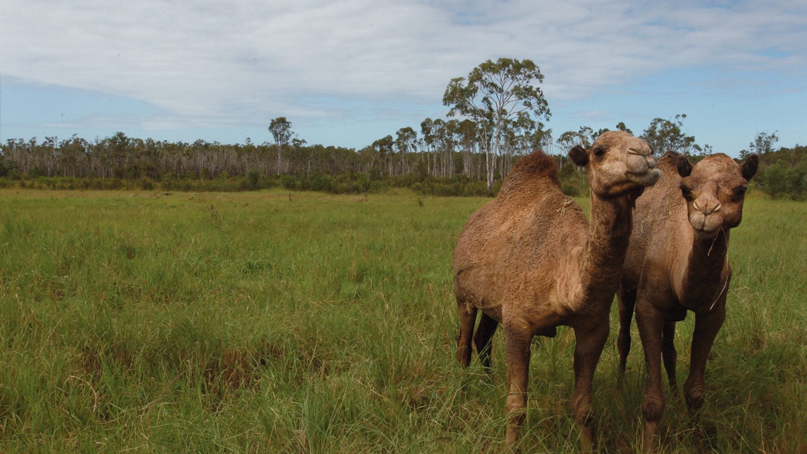 Australia, 10.000 dromedari verranno uccisi
