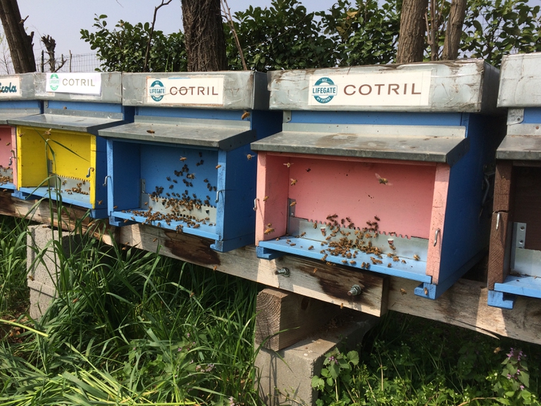 Le arnie di Cotril, azienda che si occupa della cura dei capelli