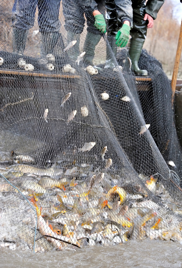 Pesci catturati con una rete