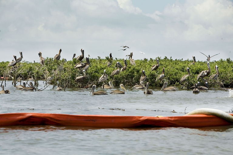 La fuoriuscita di petrolio è arrivata durante la stagione riproduttiva, mettendo a rischio la sopravvivenza delle nuove generazioni. Qui giovani pellicani dalla testa grigia nuotano tra le barriere di protezione del petrolio. Mangrove Isle, Louisiana. 12 luglio 2010. ©Giada Connestari