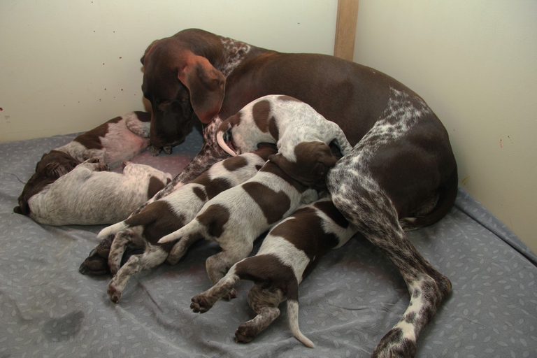 German shorthaired pointer puppies, 18 days old and their mother.