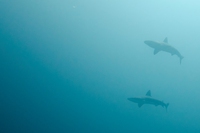 Stiamo sterminando gli squali, lo shark finning è ormai insostenibile