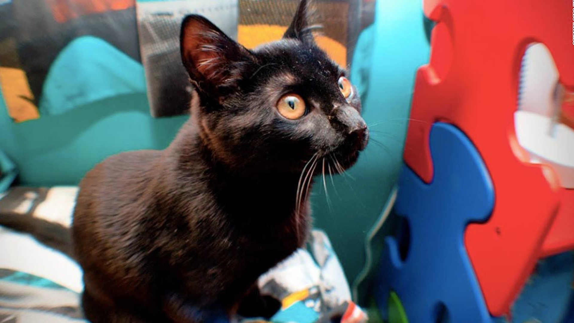 gatto-nero-colori