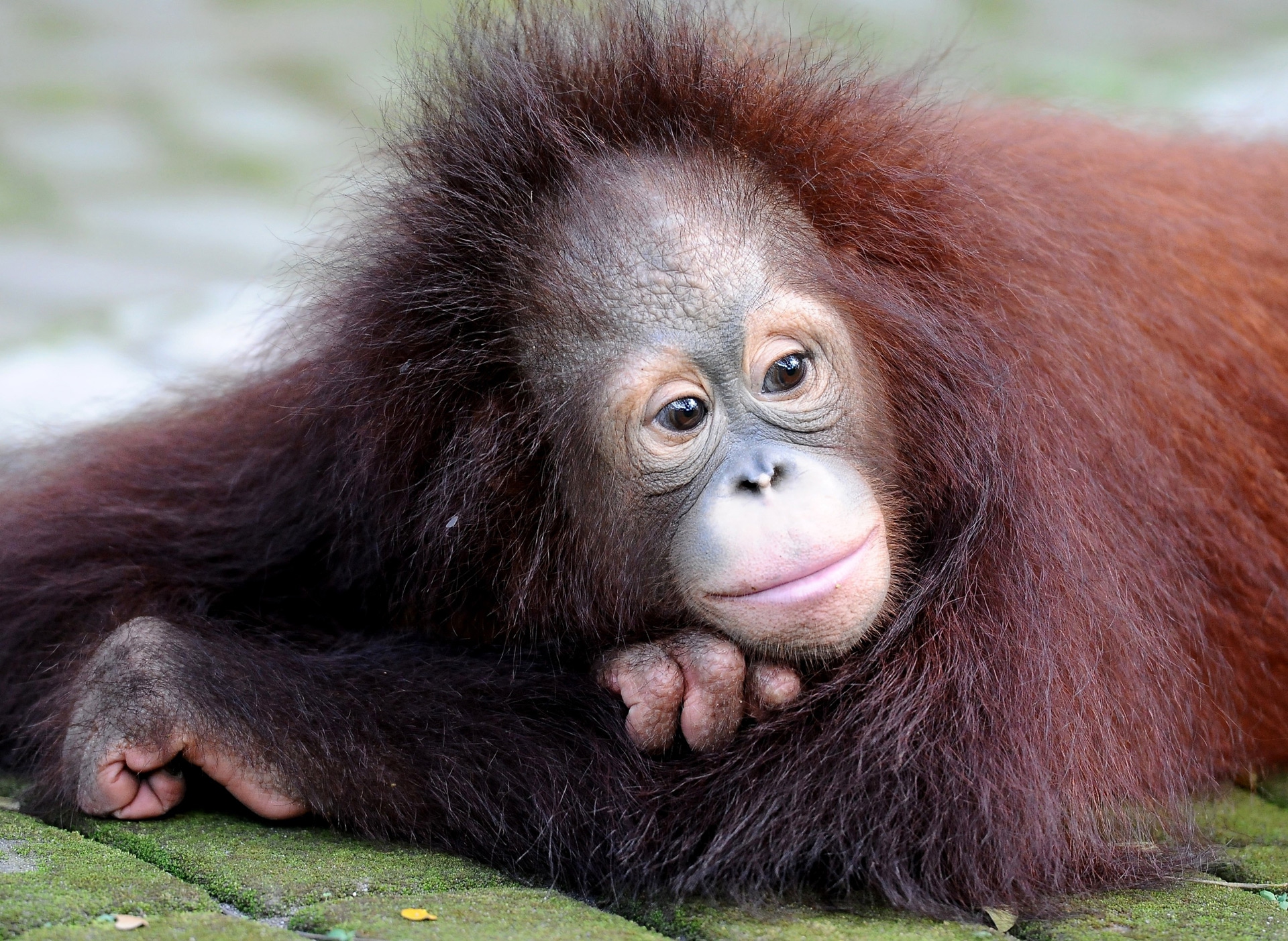 Damai e Rizki, due cuccioli di orango tornano il libertà