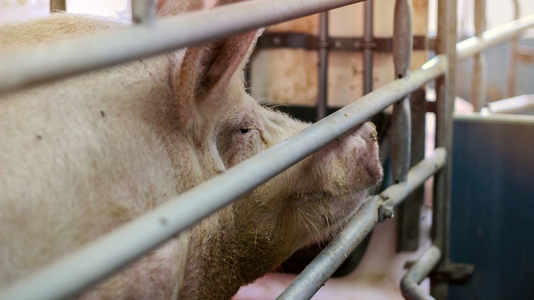 allevamenti intensivi