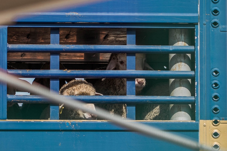 Il trasporto di animali vivi nel porto di Cartagena