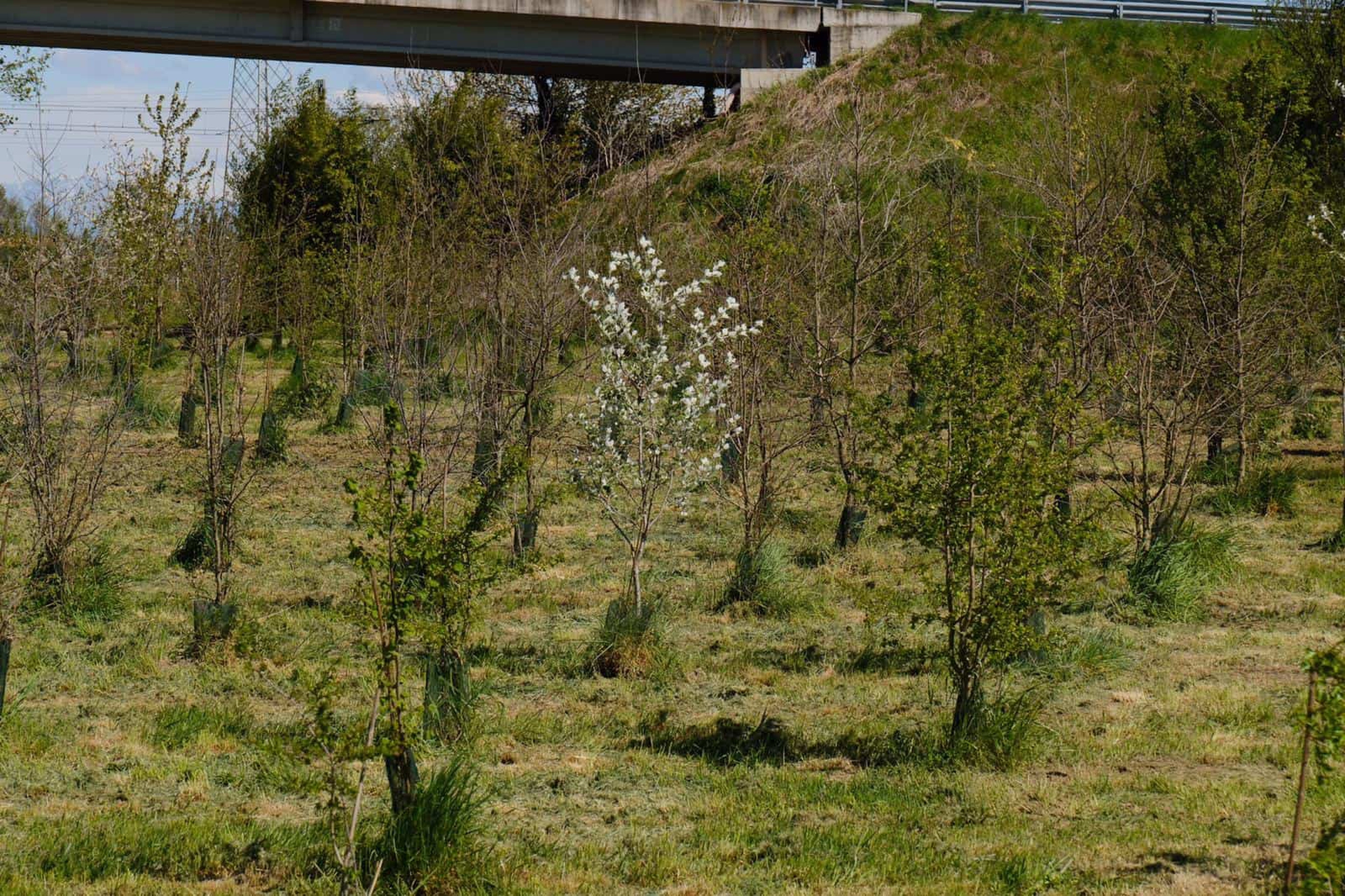 Forestami - Riconsegna Gaggiano e 1 anno di Fondazione Forestami 10