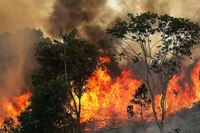 Il “punto di non ritorno” per l’Amazzonia è sempre più vicino