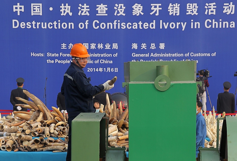 Ivory crush in Cina