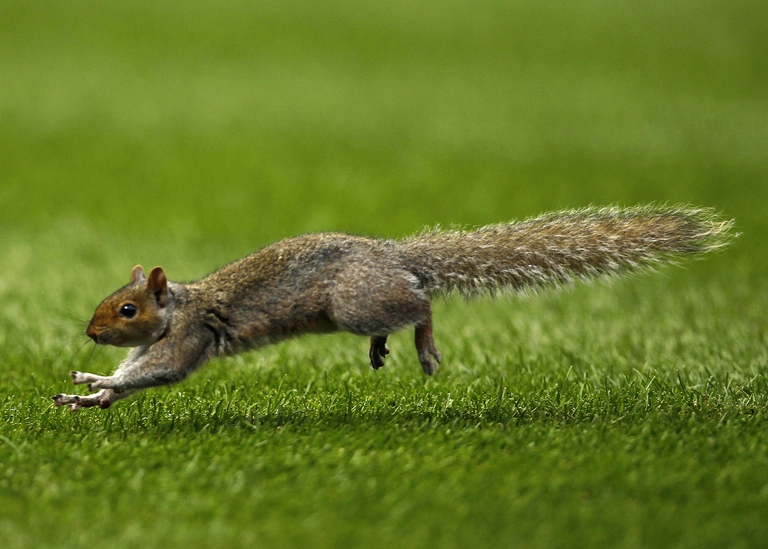 Scoiattolo grigio nordamericano