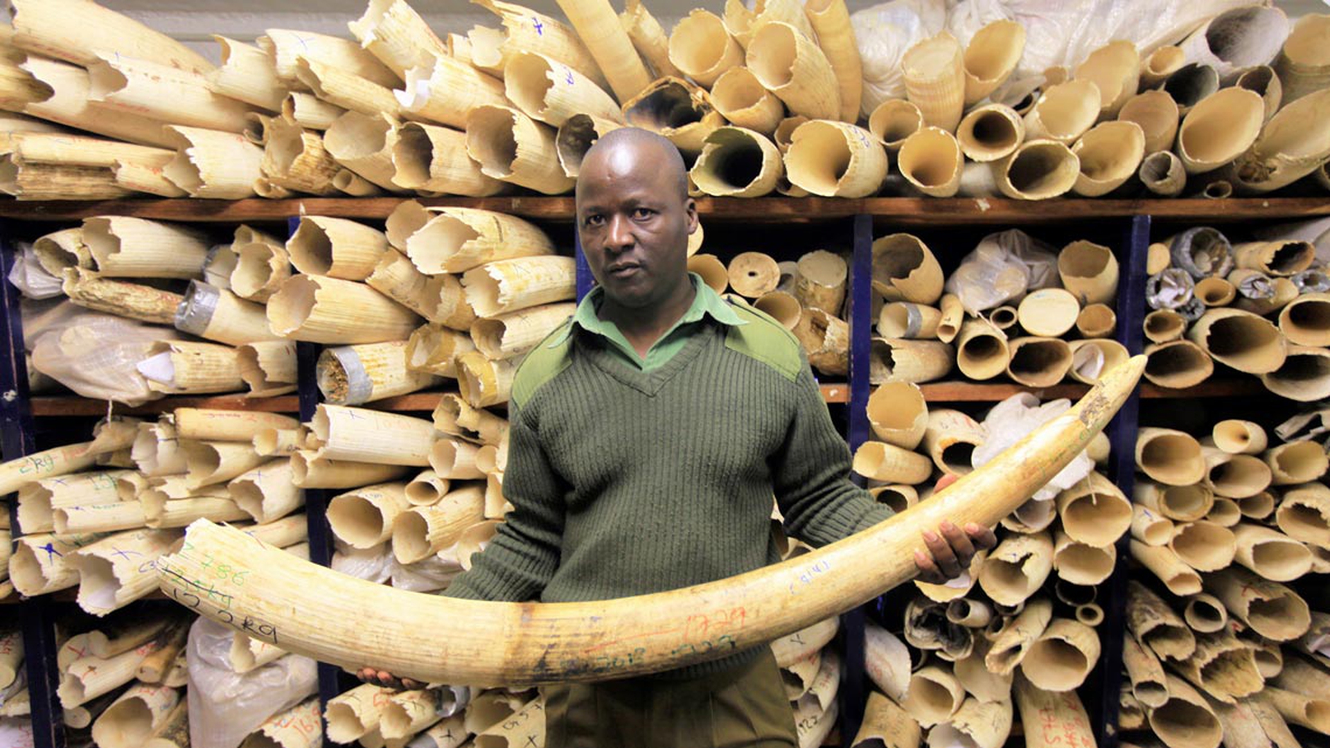 Stock di zanne d'elefante sequestrate in Zimbabwe