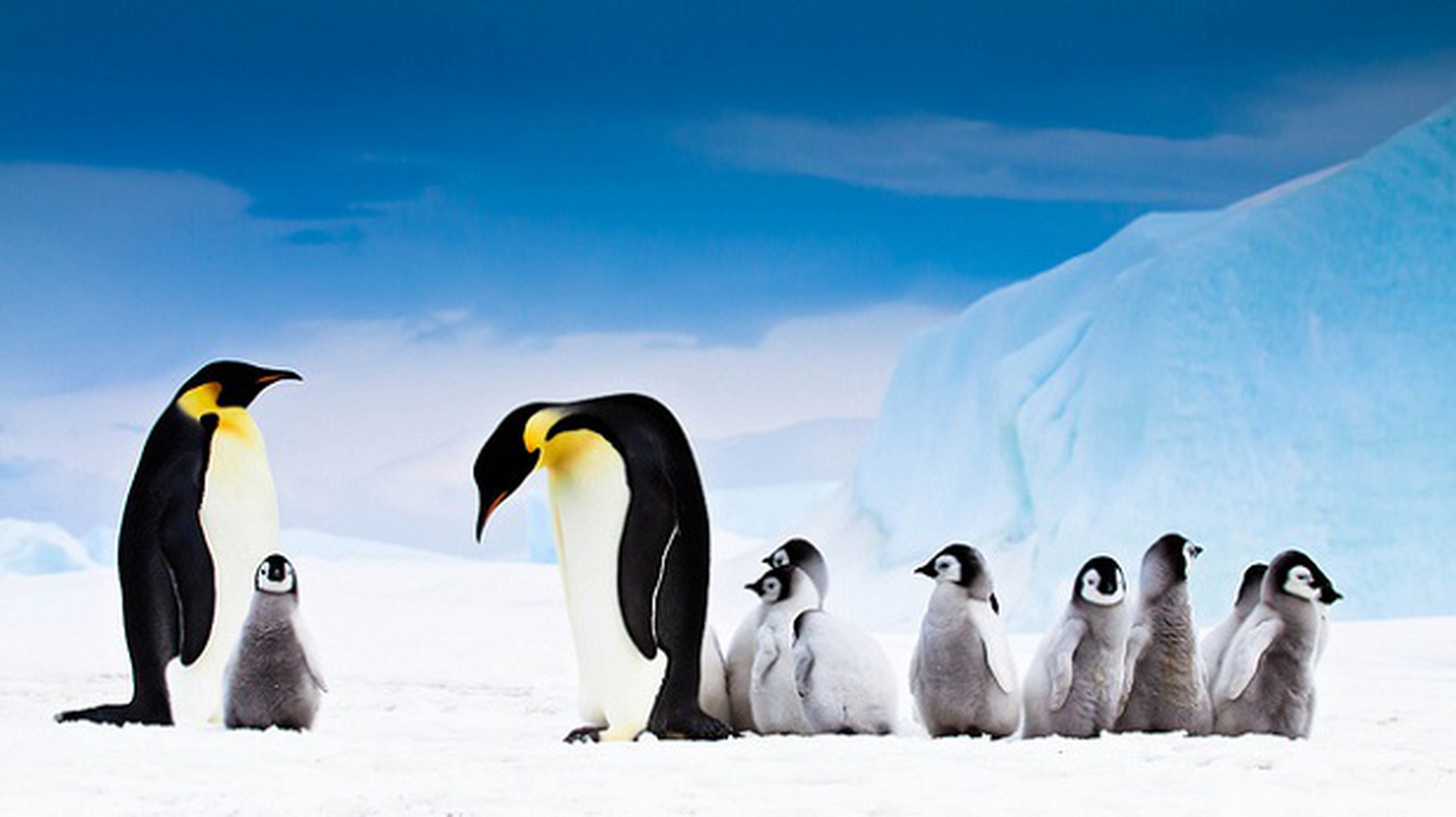 pinguini con piccoli
