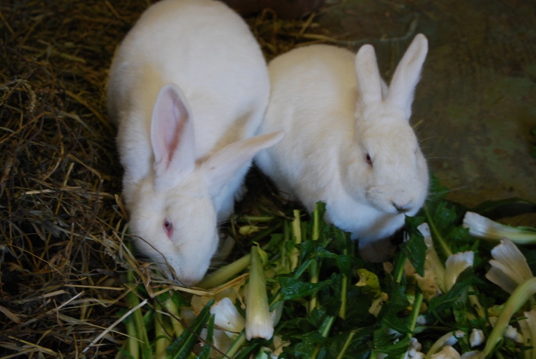 conigli 1