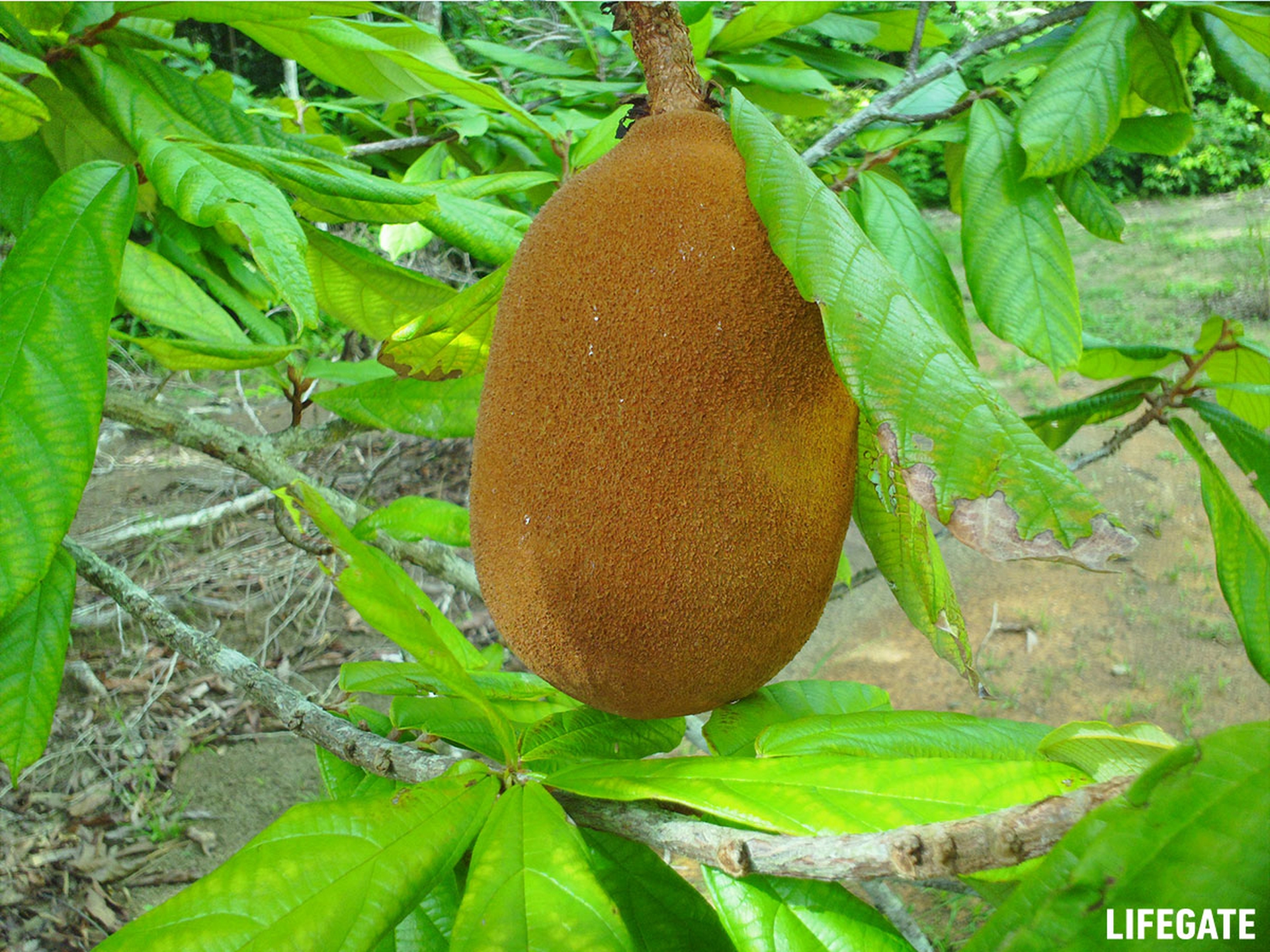 Foreste in piedi 2017