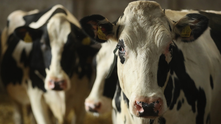 emissioni metano allevamenti