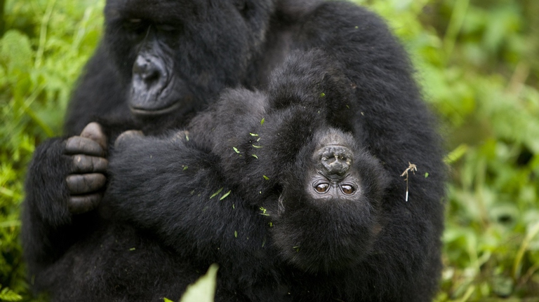 Gorilla di montagna nella Repubblica democratica del Congo