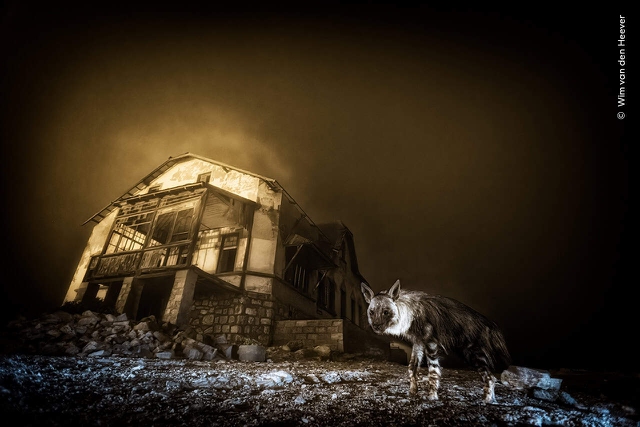 La natura in mostra a Milano, al Wildlife Photographer of the Year 2025 ...