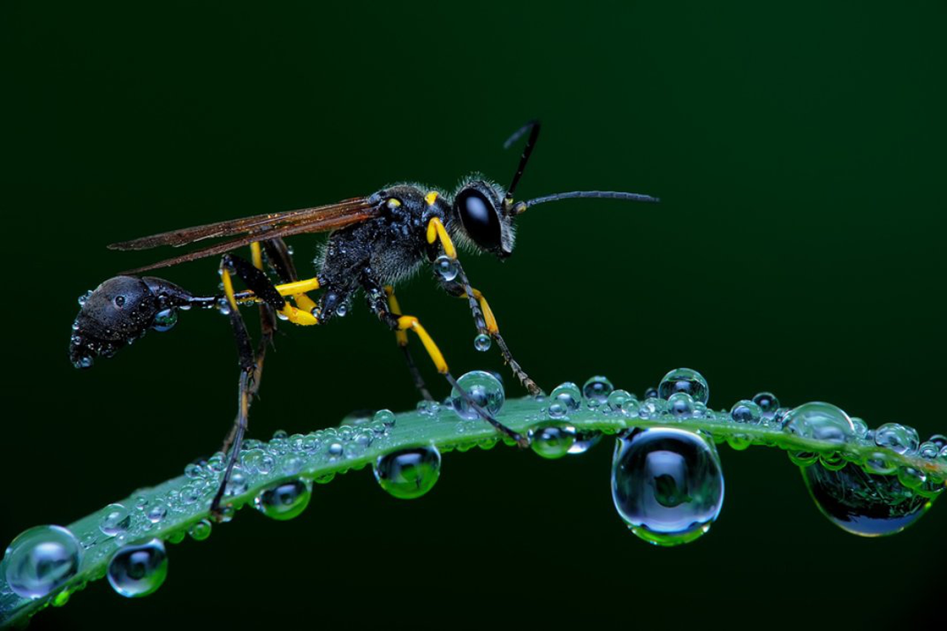 Le 10 foto di natura più belle dell'anno per lo Smithsonian