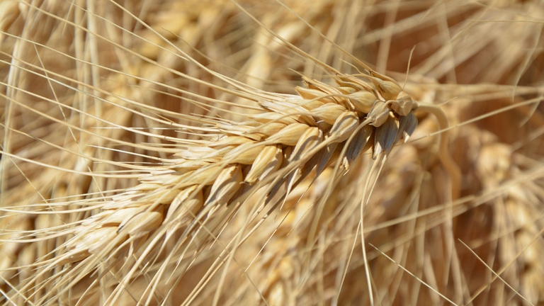 germe grano dieta anti-stanchezza