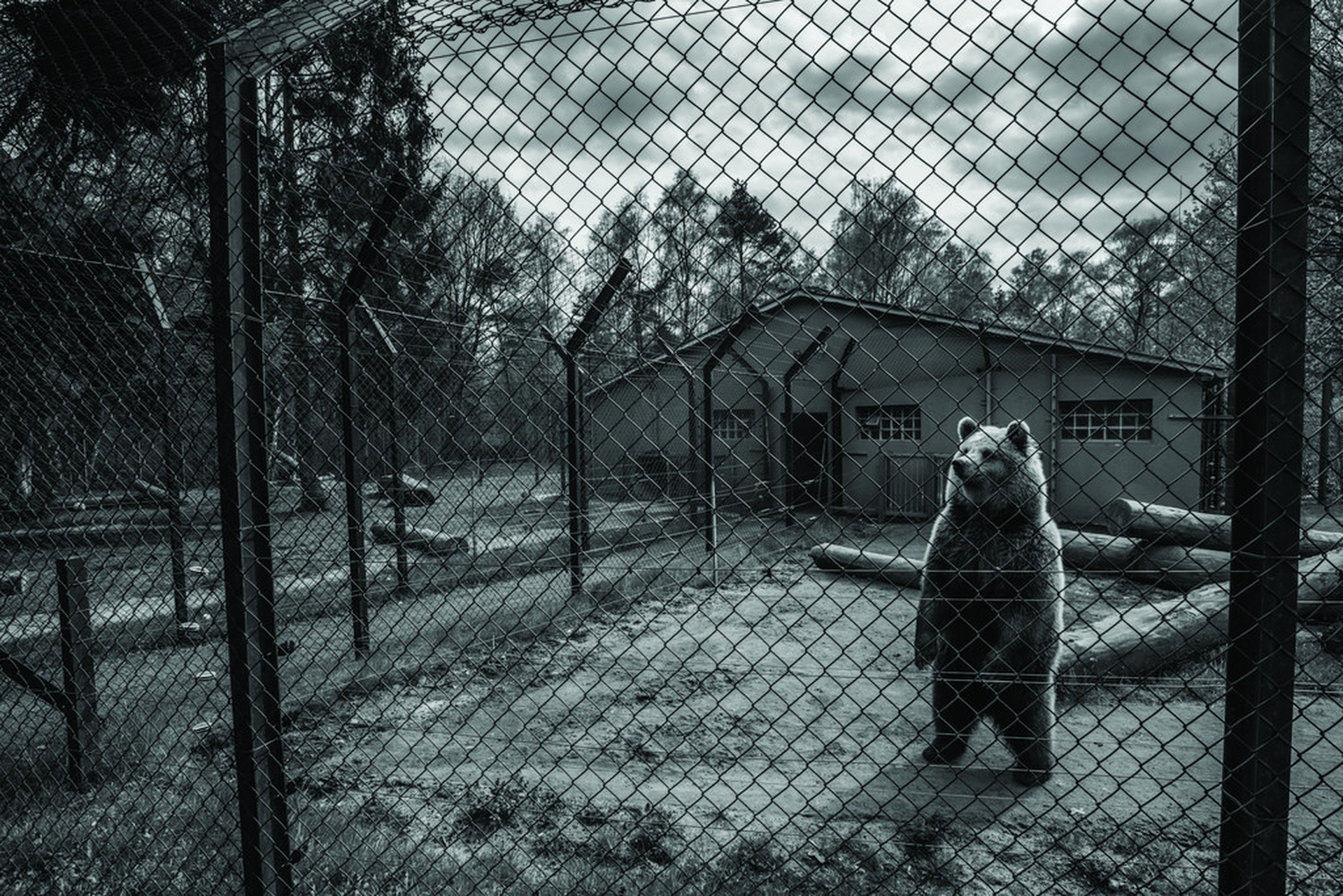 Animals in European Zoos