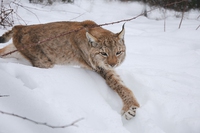 La reintroduzione della lince nelle Alpi Giulie