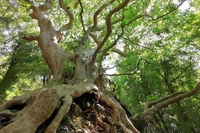 Il platano di Curinga è in finale per diventare l’albero europeo dell’anno
