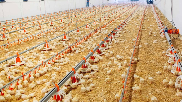 galline allevate a terra