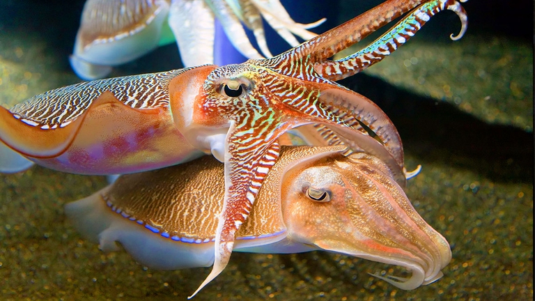 Della seppia sono note le capacità mimetiche e trasformiste, ma stupisce anche nel rituale del corteggiamento. La femmina varia le sue sfumature di colore, passando dallo screziato al grigio uniforme, per segnalare al maschio la sua disponibilità all’accoppiamento. Il maschio, pur di convolare a nozze, è disposto a tutto, anche a travestirsi, assumendo le sembianze femminili per passare inosservato ai maschi più grandi. I maschi possiedono poi un tentacolo particolare, l’ectocotile, che mostrano durante il corteggiamento alla femmina prescelta, una sorta di invito a nozze. Se la femmina accetta, rimane di fronte al maschio e i due animali assumono una posizione caratteristica, allacciandosi l’uno all’altro.