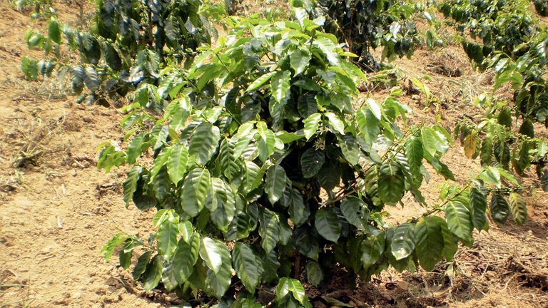 Il primo indiziato è proprio il caffè, per via delle elevate temperature dei terreni su cui viene coltivato che lasciano spazio a funghi e pesticidi che danneggiano le coltivazioni.