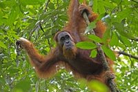 There are twice as many Sumatran orangutans than previously thought. But they’re not safe