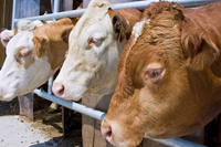 Coldiretti ha istituito la giornata nazionale della carne
