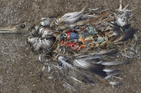 Uccelli di plastica volano su mari morenti
