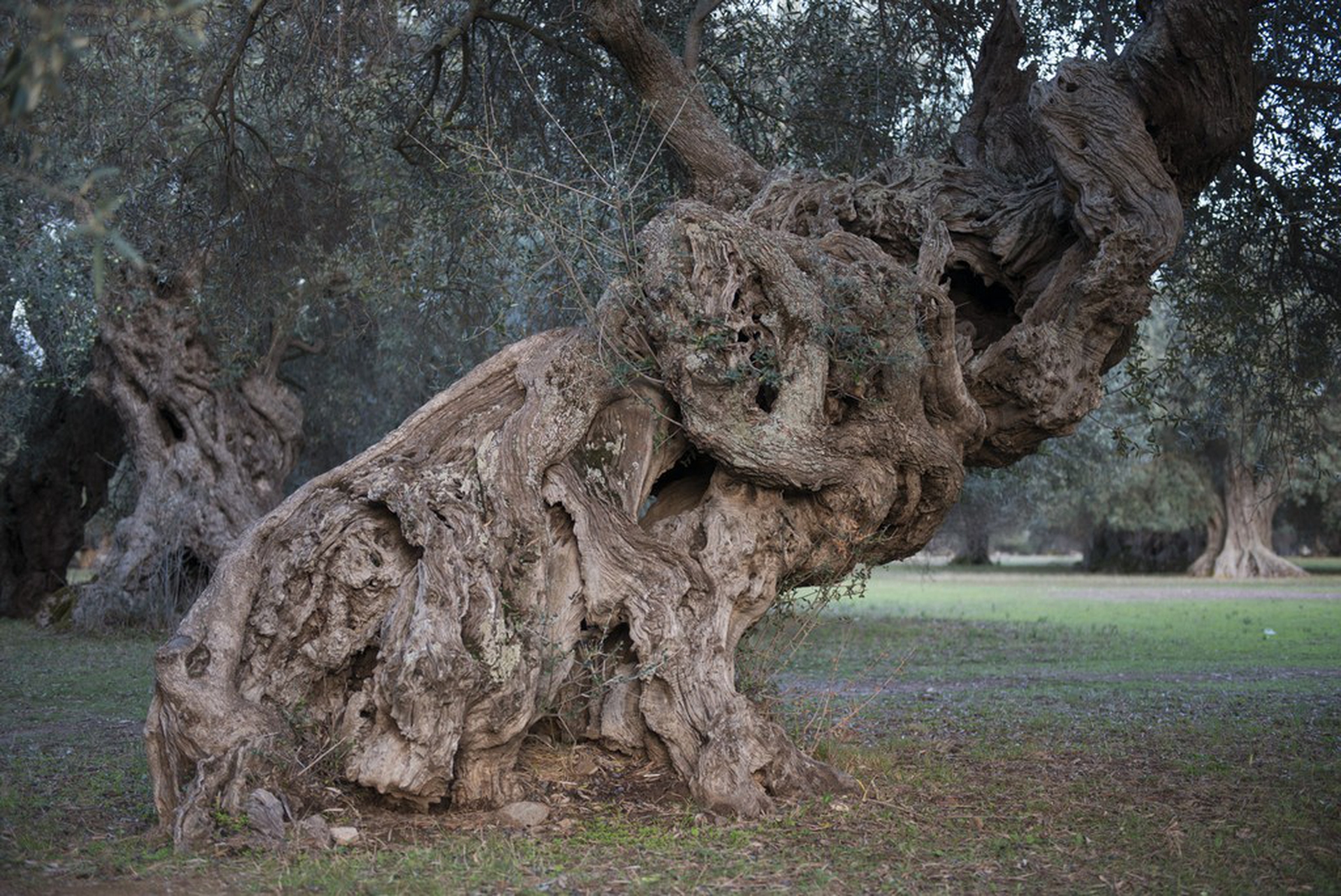 Calendario 2018 Amani, aprile